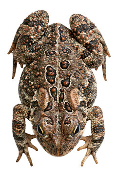 Toad isolated on white transparent background - design element cut-out object