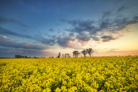 View of a blooming yellow rapeseed field under a dramatic sunset sky with scattered clouds and distant trees Gorzyce, Silesian Voivodeship, Poland.