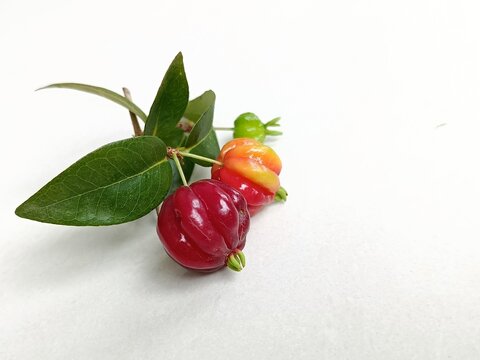 Surinam Cherry Fruits at Different Ripening Stages with Leaves