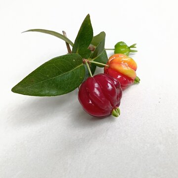Surinam Cherry Showing Green, Orange and Red Ripening Stages