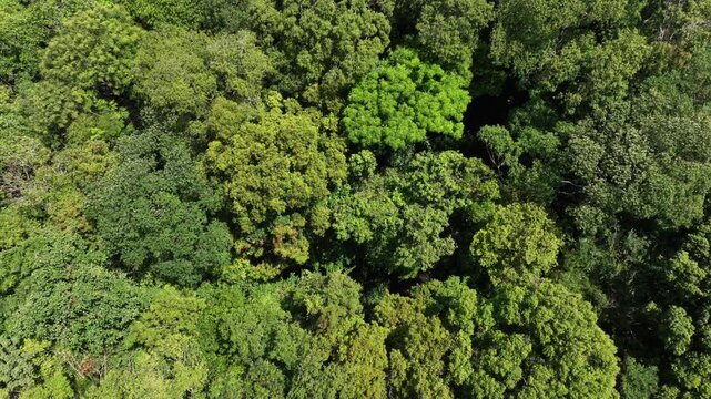 sunny day phuket island jungle forest top aerial topdown panorama 4k thailand 
