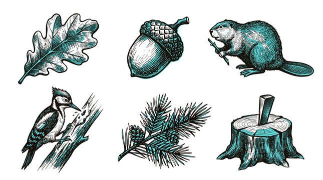 Forest nature elements oak leaf acorn beaver woodpecker pine branch and tree stump illustration