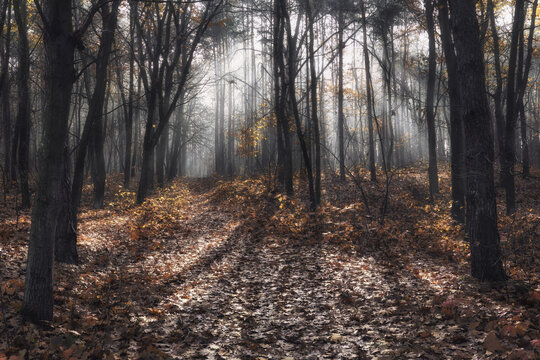 View of sunbeams filtering through autumn trees and fallen leaves in a misty forest in Gorzyce, Silesian Voivodeship, Poland.