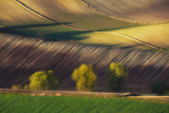 View of rolling agricultural hills of Ponidzie Park with plowed soil and green fields under soft golden light in Busko-Zdroj, Swietokrzyskie, Poland.
