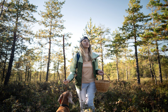 Active positive woman backpacker making way through swampy pine forest accompanied by Vizsla dog, female forager with stick and basket walking around in woodlands with pet searching for mushrooms