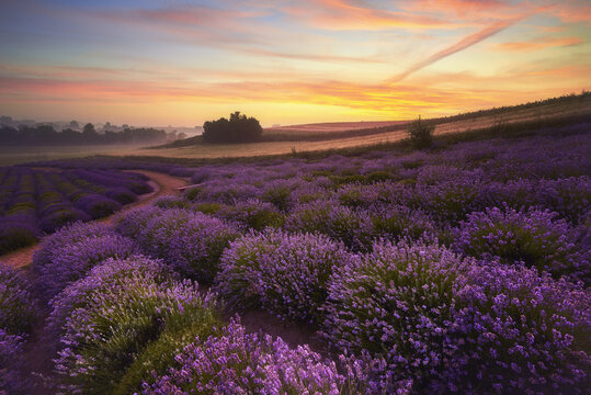View of blooming lavender fields on rolling hills under a colorful sunrise sky in Poland.