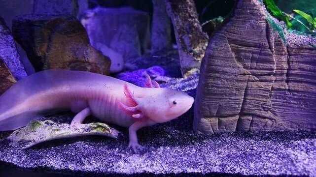 White Leucistic Axolotl Resting In Its Decorated Aquarium Underwater
