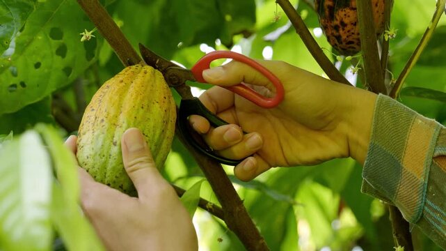 Close-up hands of a cocoa farmer use pruning shears to cut the cacao pods or fruit ripe yellow cacao from the cacao tree. Harvest the agricultural cocoa business produces.4k	