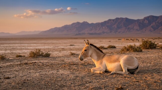 A wild Asiatic donkey resting in the vast Gobi desert at sunset.