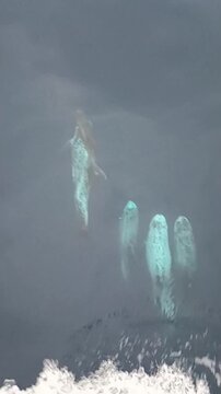 Pod of Risso's dolphins swimming together in ocean water in front of a cargo ship bow, top down view.