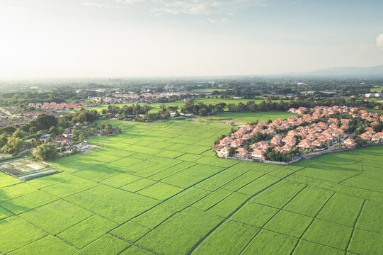 Aerial View of Rice Fields and Housing: An expansive aerial vista showcases vibrant green rice paddies stretching towards a distant horizon, dotted with a charming cluster of residential buildings.