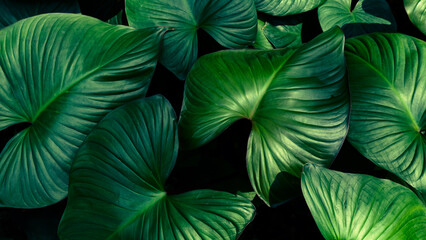 Dark green tropical foliage, Exotic Philodendron leaf pattern for organic background. © pernsanitfoto