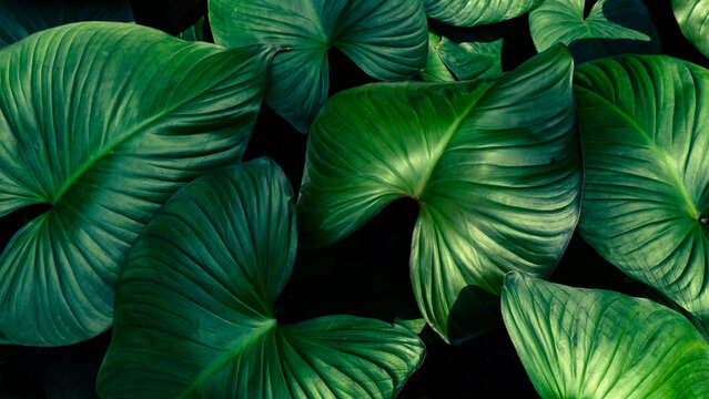 Dark green tropical foliage, Exotic Philodendron leaf pattern for organic background.