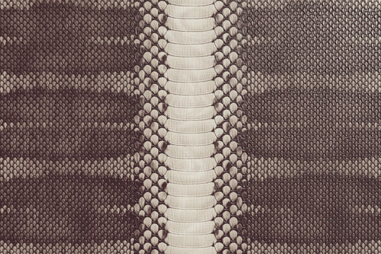 Brown Python Snakeskin Texture Background, Exotic Reptile Leather Pattern