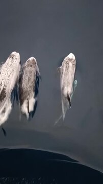 ​Group of Risso's dolphins swimming and diving in ocean water near a cargo ship bow, overhead view.