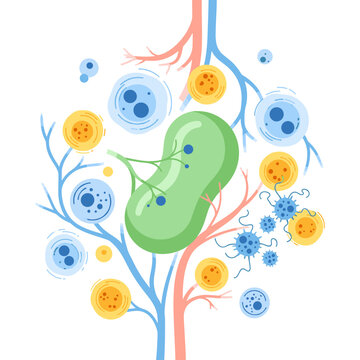 Detailed illustration of the immune system with lymph node, blood vessels, and various immune cells fighting pathogens.