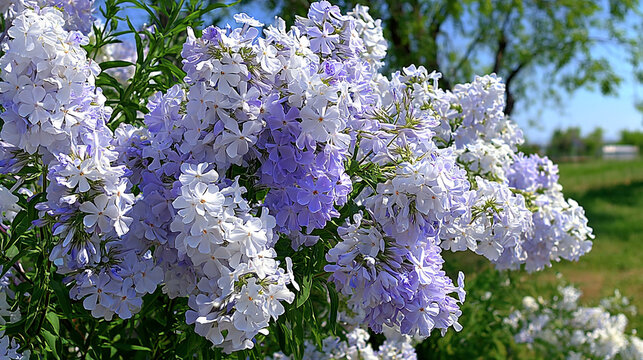 Clusters of light blue phlox flowers blooming in a sunny garden landscape with blooming