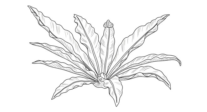 Detailed Line Drawing of a Birds Nest Fern Plant.