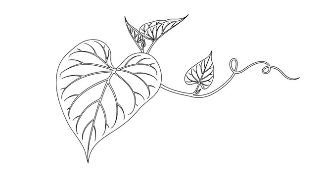 Detailed Outline of a Heart Shaped Leaf and Vine.