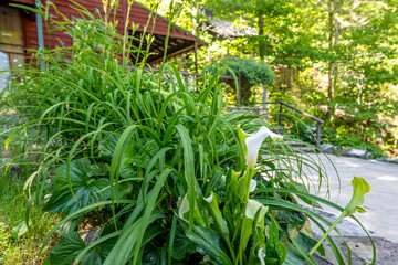 Obraz premium waterfall backyard