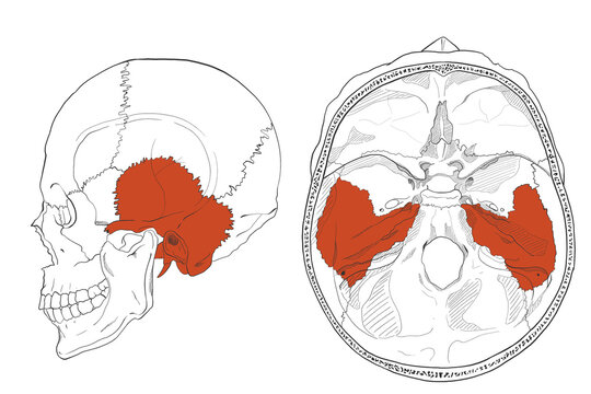 ガイド用イラスト　側頭骨　Guide illustration　Temporal bone