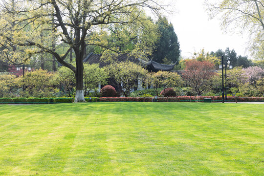 The lawns and trees in the park in spring