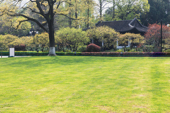 The lawns and trees in the park in spring