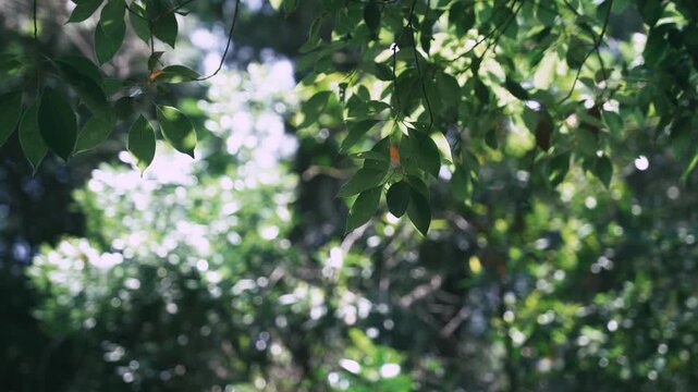 木漏れ日を浴びて美しく風に揺れる新緑の葉（4Kシネマティック）