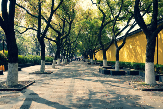 Sidewalks with trees and yellow walls