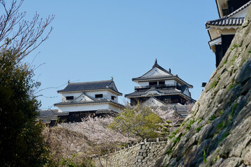 Fototapeta premium Historic Japanese Castle With Stone Walls and Cherry Blossoms Under Clear Blue Spring Sky