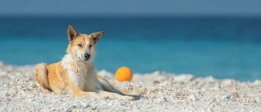 Happy little dog resting on a beautiful sandy shore. Active puppy having fun on a sunny tropical beach during a summer trip.
