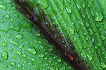 The plant leaves are bright green with a dark red midrib, and water droplets are clinging to them. © Sanpatch Chindathong