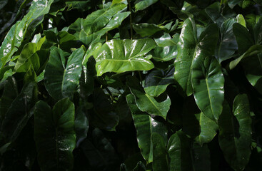 Philodendron burle-marxii, also known as Emerald Jade, is a very popular plant for both ornamental and air-purifying purposes. © Sanpatch Chindathong