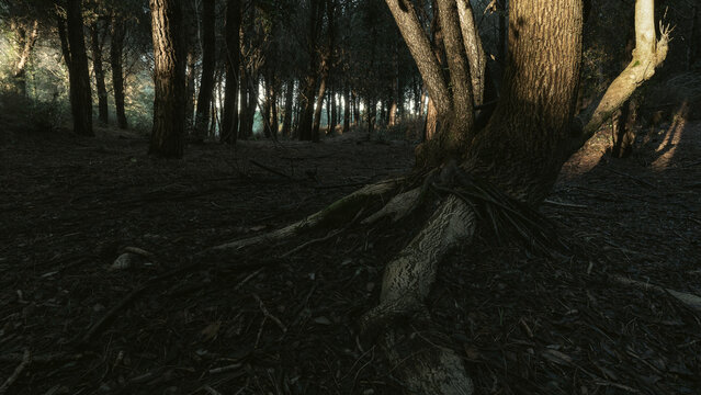 View of a large tree with exposed roots on a dark forest floor with sunlight filtering through dense pine trees Marina di Torre del Lago Puccini, Tuscany, Italy.