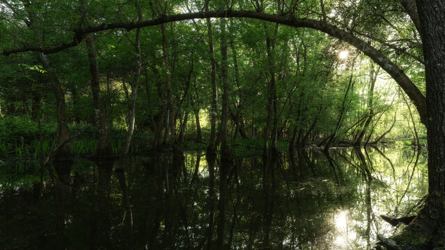 View of a dense green forest with sunlight filtering through the canopy and trees reflected in the calm water of a swamp in Marina di Torre del Lago Puccini, Tuscany, Italy.