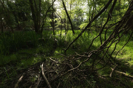 View of tangled vines, thick roots, and lush green vegetation in a sunlit forest Marina di Torre del Lago Puccini, Tuscany, Italy.
