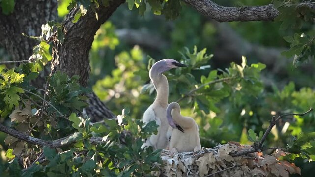 Two young baby anhinga in the nest