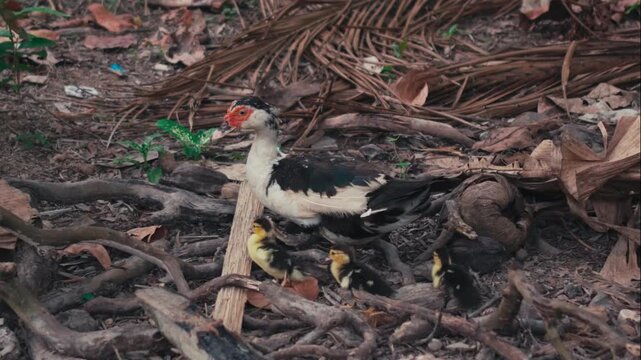 Mother Muscovy duck walking alongside her ducklings in a rural environment. Natural parenting behavior, family bond, and free-range farm life concept