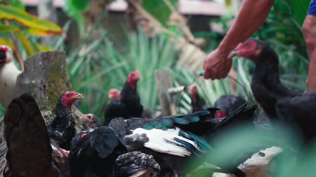 Farmer feeding ducks and chickens in a traditional rural farm environment. Concept of livestock care, sustainable agriculture, and countryside farming lifestyle