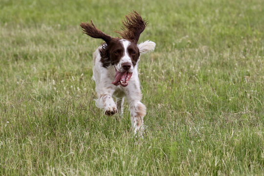 View of a brown and white spaniel dog running through a lush green grassy field with its ears flapping Durban, KwaZulu-Natal, South Africa.