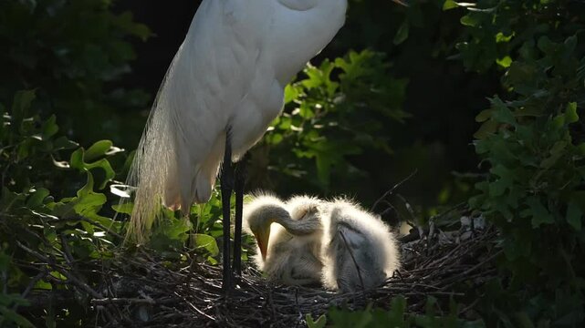 Beautiful cute great egret chicks playful in their nest in the spring