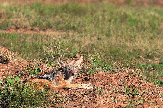 View of a black-backed jackal resting on red earth in the savanna of Kruger National Park Hoedspruit, Limpopo, South Africa.