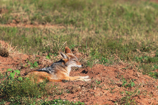 View of a black-backed jackal resting on reddish soil in the savanna of Kruger National Park Hoedspruit, Limpopo, South Africa.