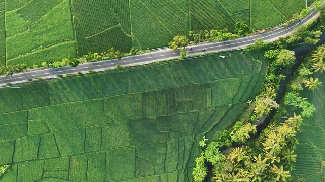 rice field with road and river in Yogyakarta Indonesia