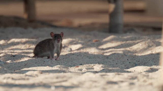 Wild rat standing on sand and running away in outdoor environment.