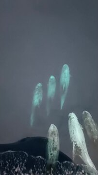 ​Group of wild Risso's dolphins swimming and playing together in front of a cargo ship bow, top down view.