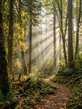 morning in the forest and wood 