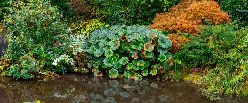 Bog garden plants reflecting in dark water