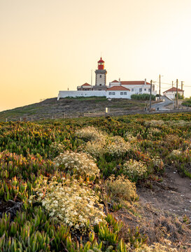 View of Cape Roca Lighthouse standing on a grassy hill with blooming white flowers under a clear golden sky in Colares, Lisboa, Portugal.