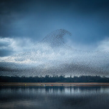 View of a massive starling murmuration forming a wave shape over the calm waters of Lough Ennell under a moody sky in County Westmeath, Ireland.